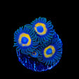WWC Yellow Submarine Zoanthids Coral