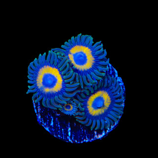 Yellow Submarine Zoanthids Coral