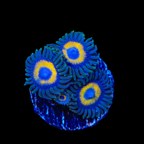 WWC Yellow Submarine Zoanthids Coral