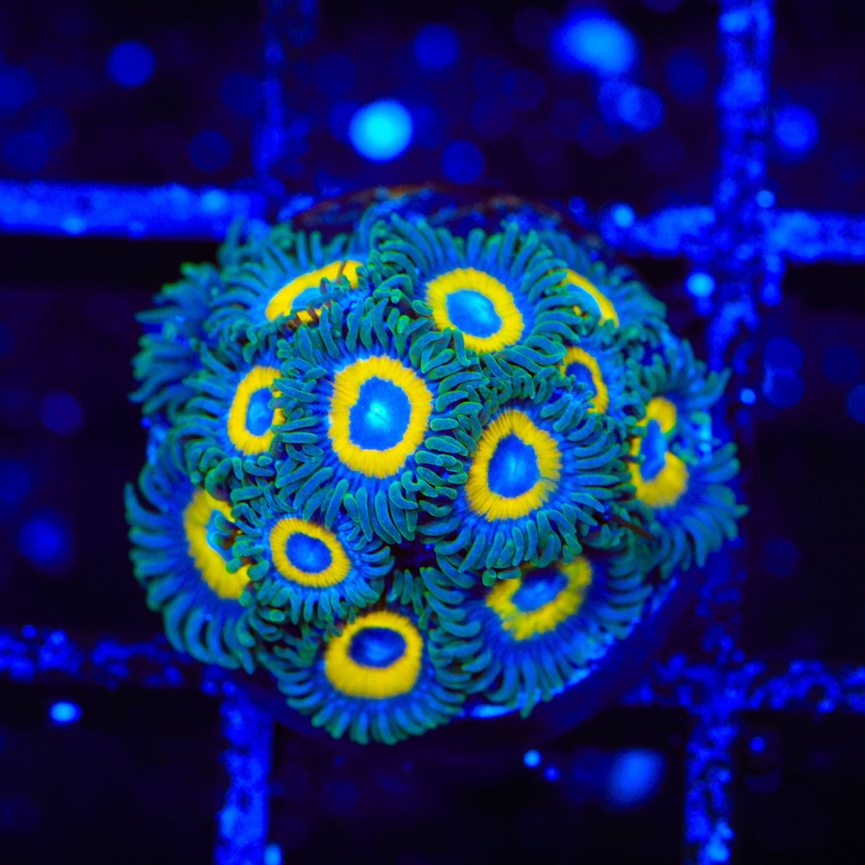 WWC Yellow Submarine Zoanthids Coral