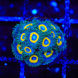 WWC Yellow Submarine Zoanthids Coral