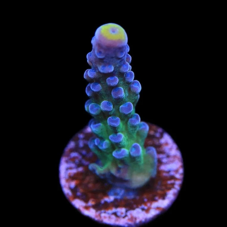 WWC Yellow Tip Acropora Coral