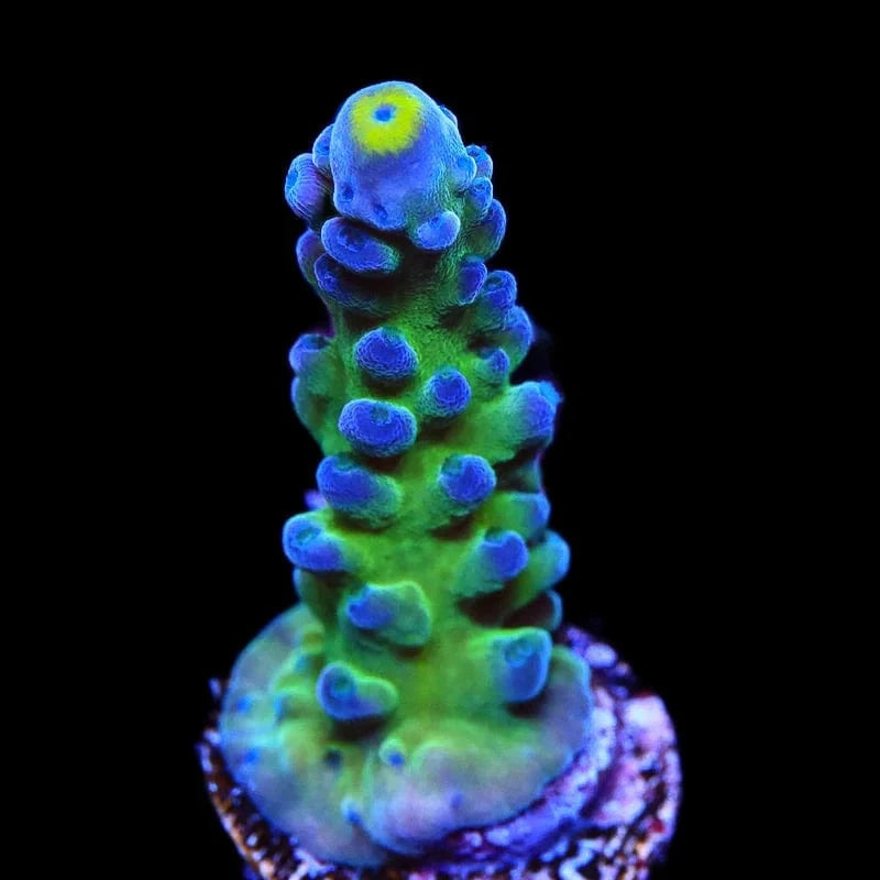 WWC Yellow Tip Acropora Coral