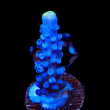 WWC Yellow Tip Acropora Coral