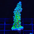 WWC Yellow Tip Acropora Coral