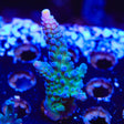 WWC Yellow Tip Acropora Coral