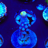 WWC Yellow Tip Acropora Coral