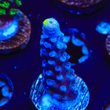 WWC Yellow Tip Acropora Coral