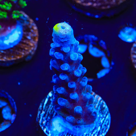 WWC Yellow Tip Acropora Coral