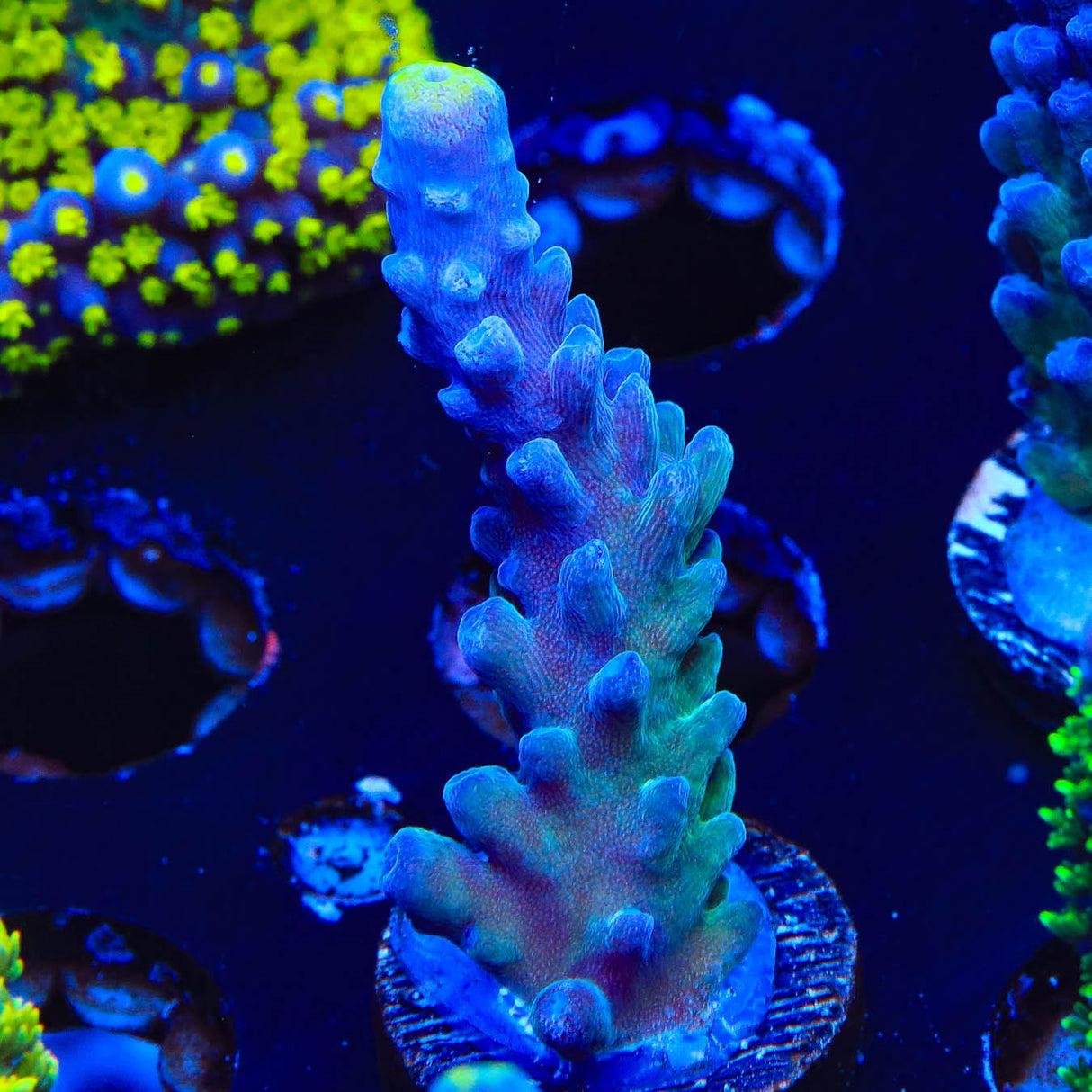 WWC Yellow Tip Acropora Coral