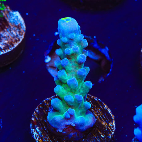 WWC Yellow Tip Acropora Coral