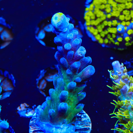WWC Yellow Tip Acropora Coral