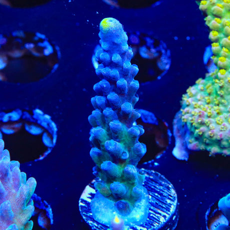 WWC Yellow Tip Acropora Coral