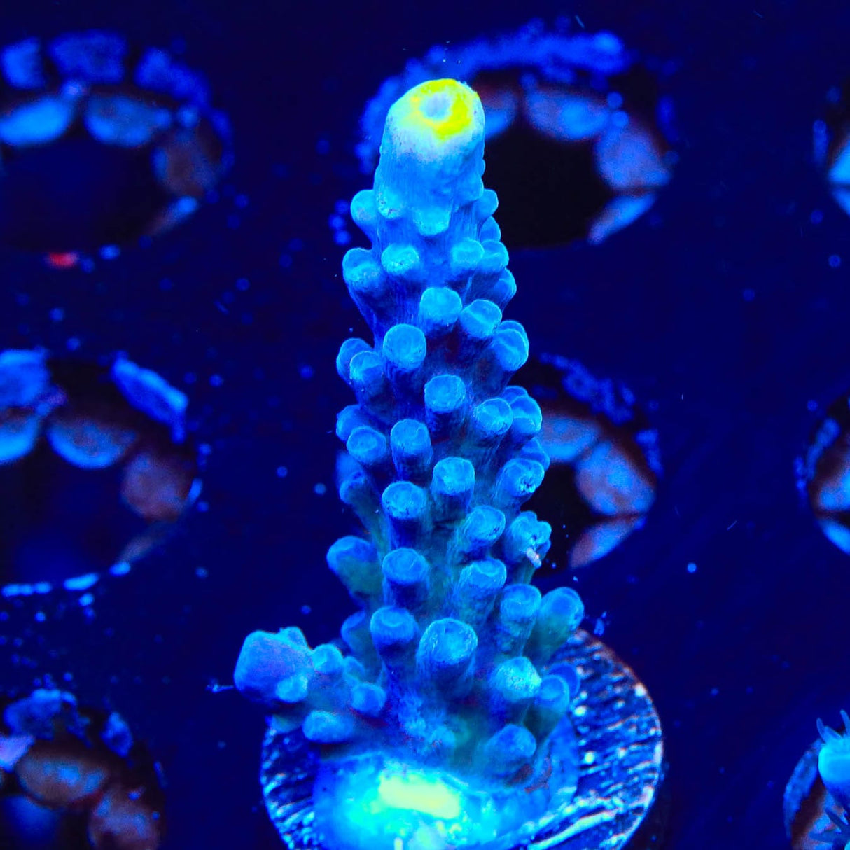 WWC Yellow Tip Acropora Coral