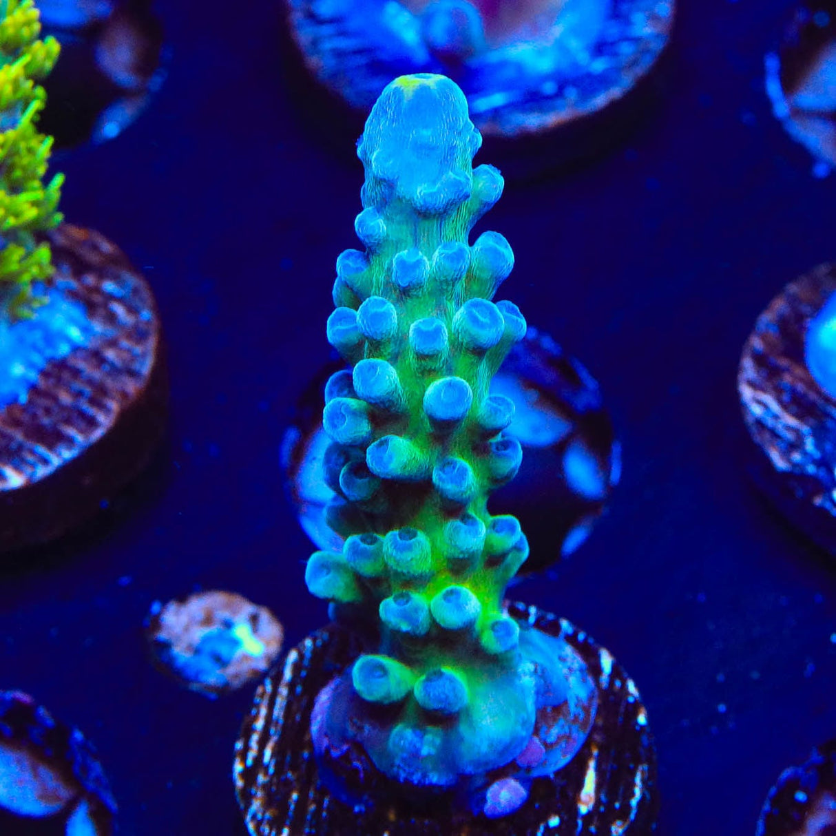 WWC Yellow Tip Acropora Coral