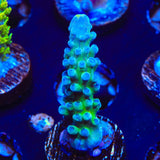 WWC Yellow Tip Acropora Coral