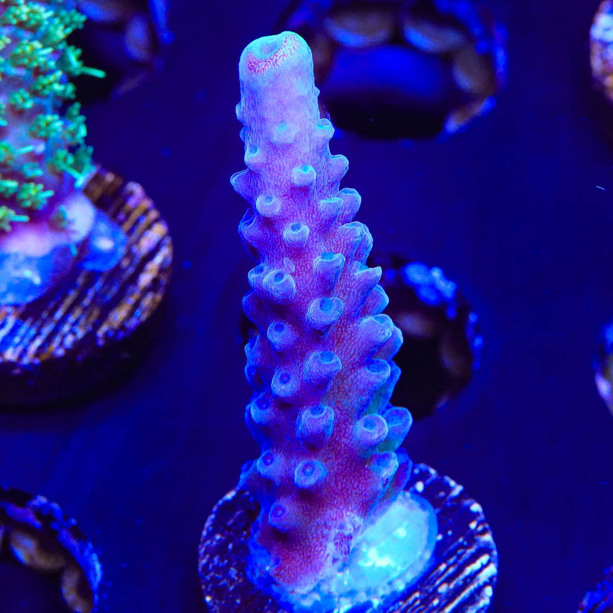 WWC Yellow Tip Acropora Coral