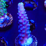WWC Yellow Tip Acropora Coral