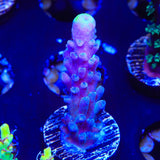 WWC Yellow Tip Acropora Coral
