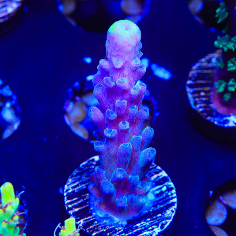 WWC Yellow Tip Acropora Coral