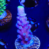 WWC Yellow Tip Acropora Coral