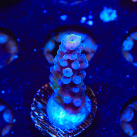 WWC Yellow Tip Acropora Coral