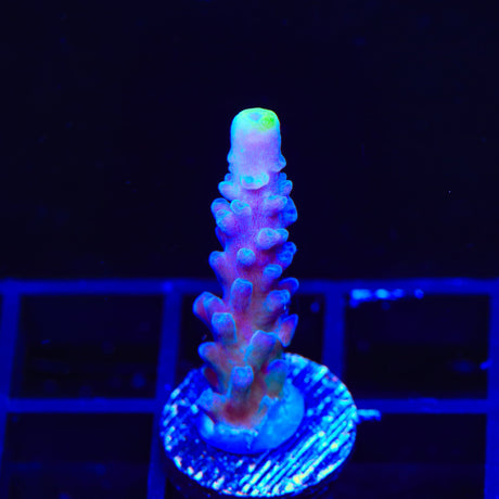 WWC Yellow Tip Acropora Coral