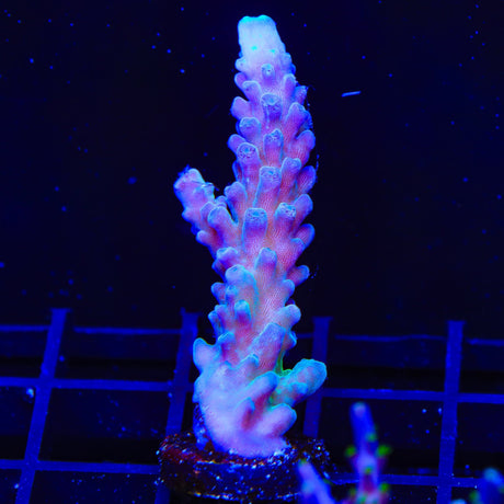 WWC Yellow Tip Acropora Coral