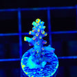 WWC Yellow Tip Acropora Coral