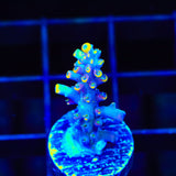 WWC Yellow Tip Acropora Coral
