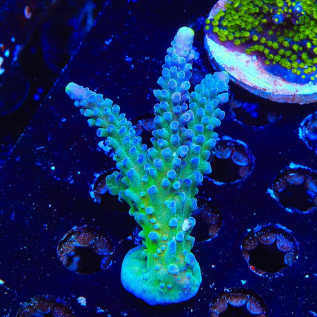 WWC Yellow Tip Acropora XL Frag Coral