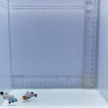 Wyoming White Clownfish