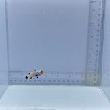 Wyoming White Clownfish