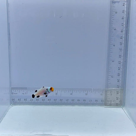 Wyoming White Clownfish