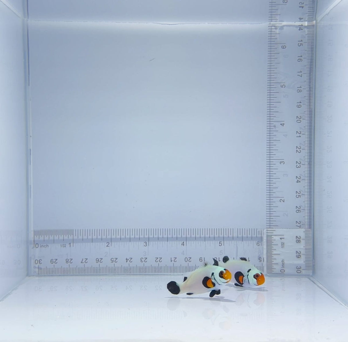 Wyoming White Clownfish Pair