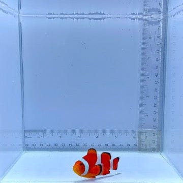 XL Orange Ocellaris Clownfish