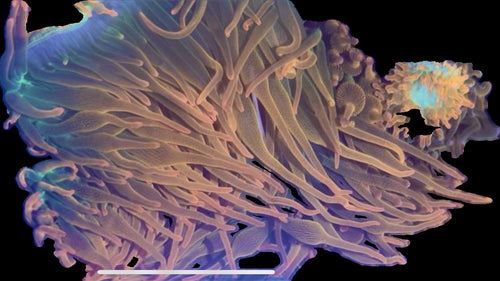 XL Rainbow Bubbletip Anemone