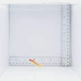 Yasha Goby Fish