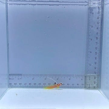 Yasha Hasha Goby Fish