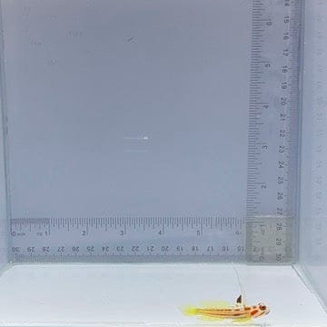 Yasha Hasha Goby Fish (Stonogobiops yasha)