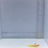 Yasha Hasha Goby Fish (Stonogobiops yasha)