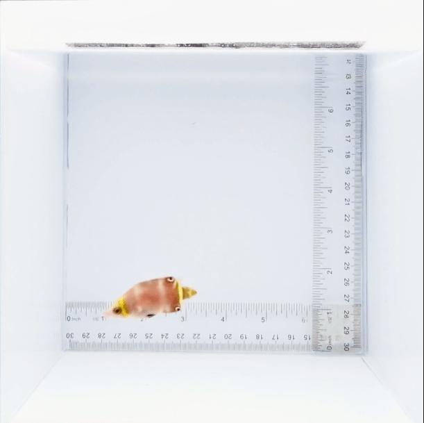Yellow Banded Possum Wrasse Fish