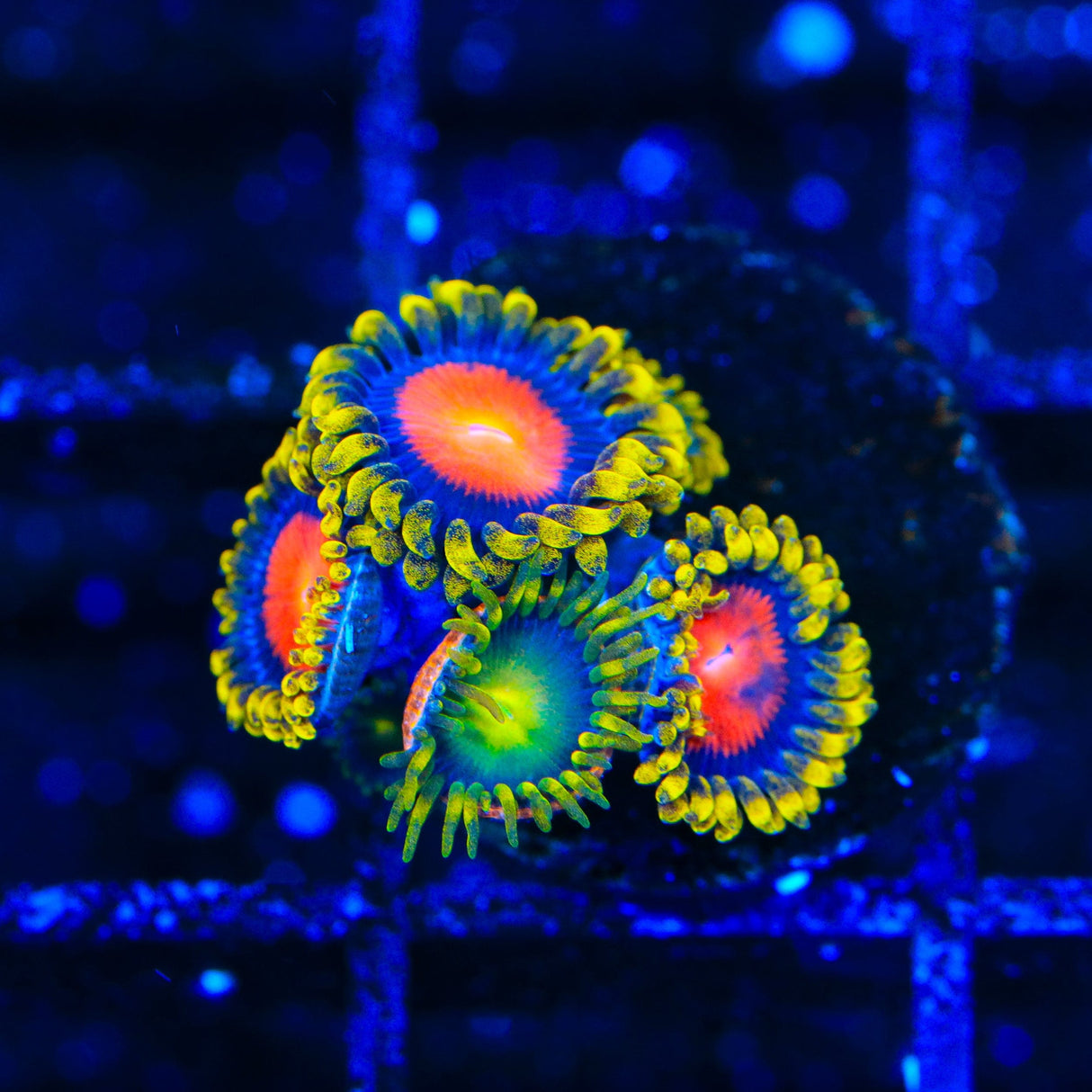 Yellow Brick Road Combo Zoanthids Coral