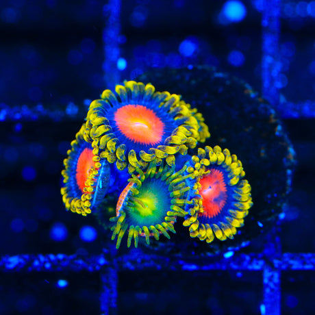 Yellow Brick Road Combo Zoanthids Coral