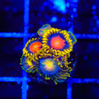 Yellow Brick Road Combo Zoanthids Coral