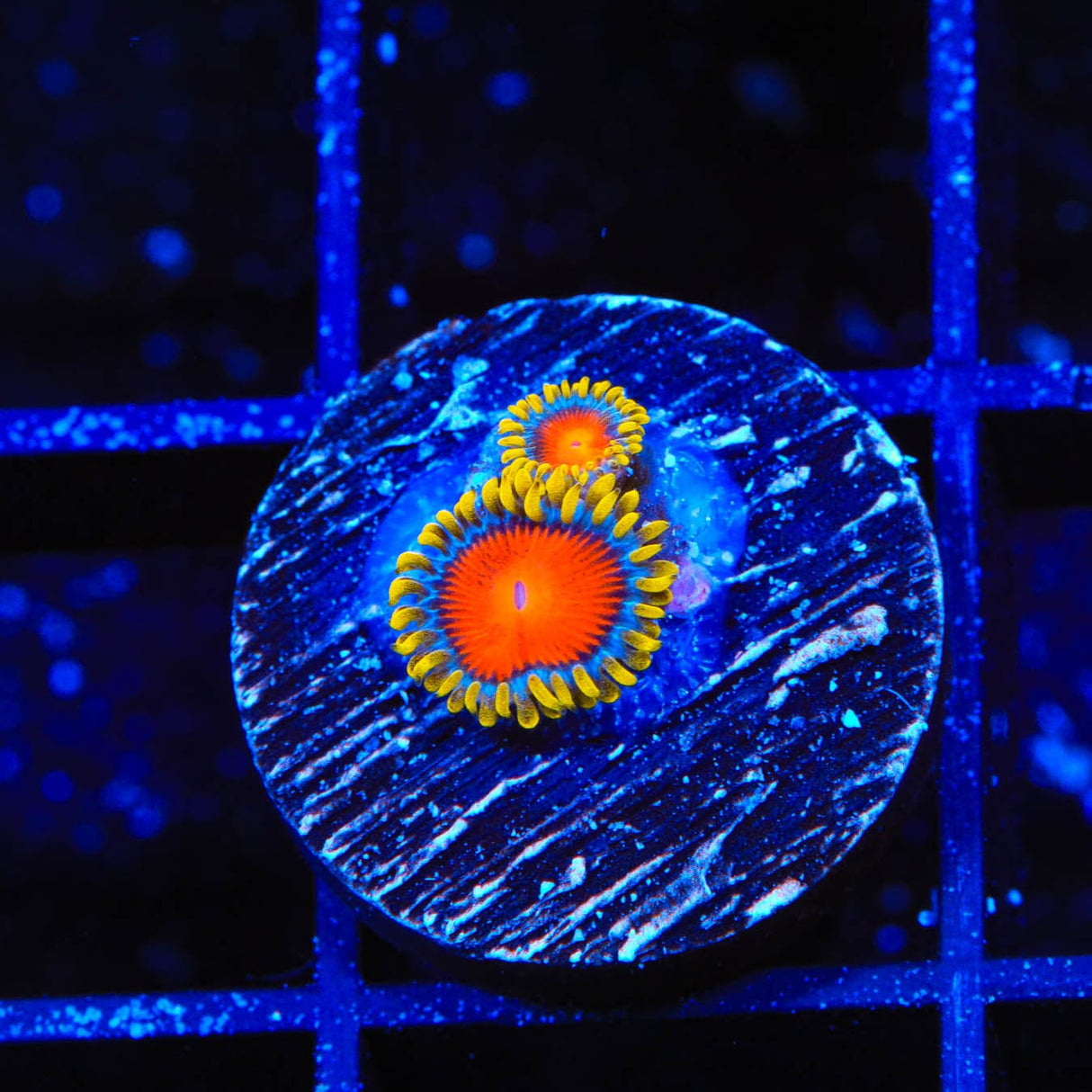 Yellow Brick Road Zoanthid Coral
