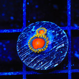 Yellow Brick Road Zoanthid Coral