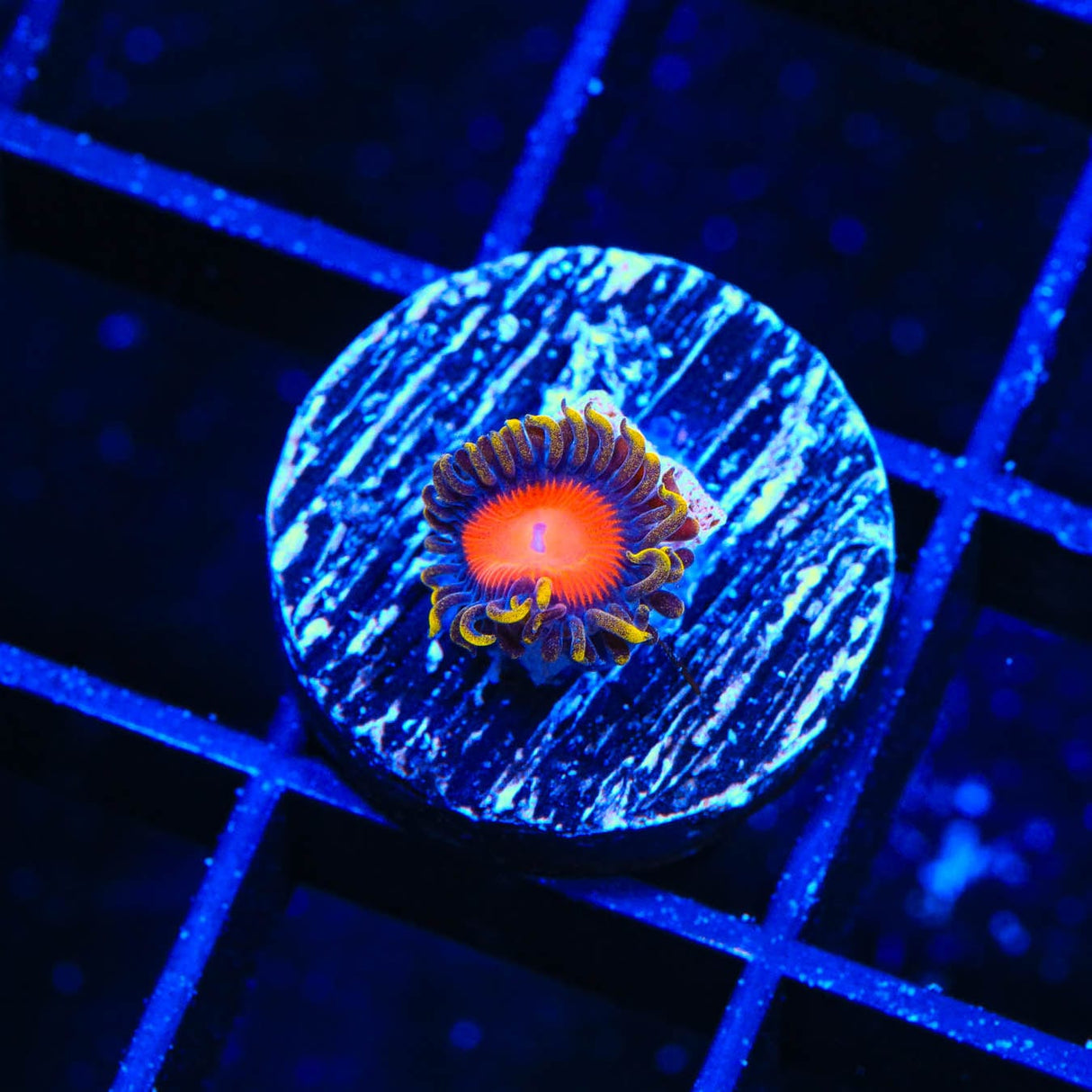 Yellow Brick Road Zoanthid Coral