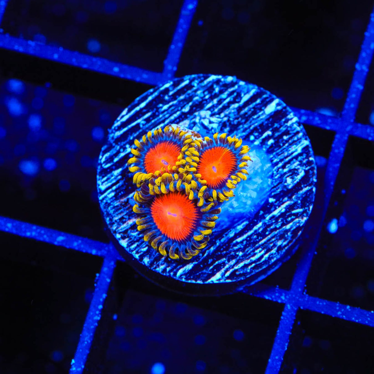 Yellow Brick Road Zoanthid Coral