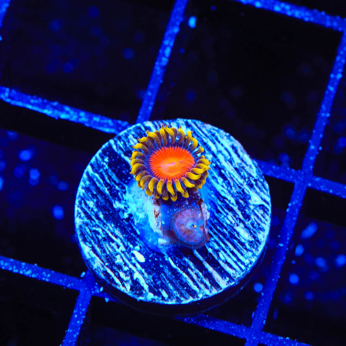 Yellow Brick Road Zoanthid Coral